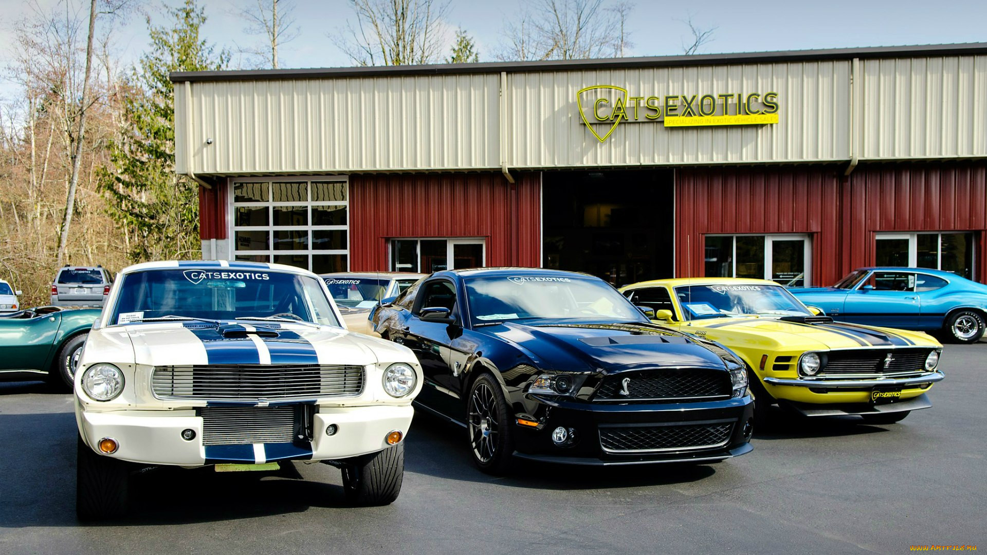 , , , , shelby, ford, mustang